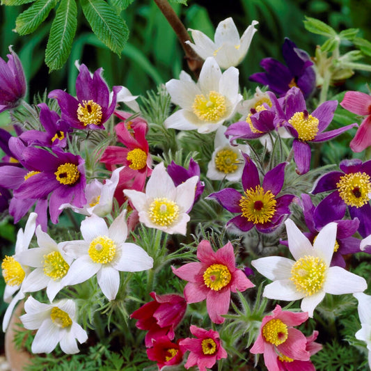 Mixed color blooms of Pulsatilla Heiler Hybrids