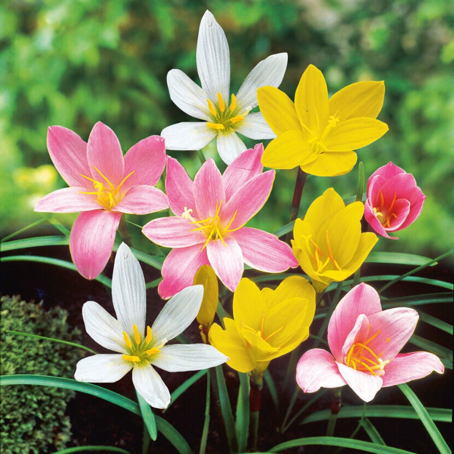 mixed rain lilies white yellow pink