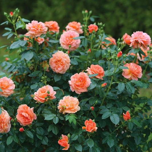 Peach-orange blooms of landscape Rosa Rose At Last