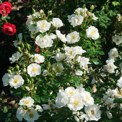 White flowers of landscape rose Oso Easy Ice Bay