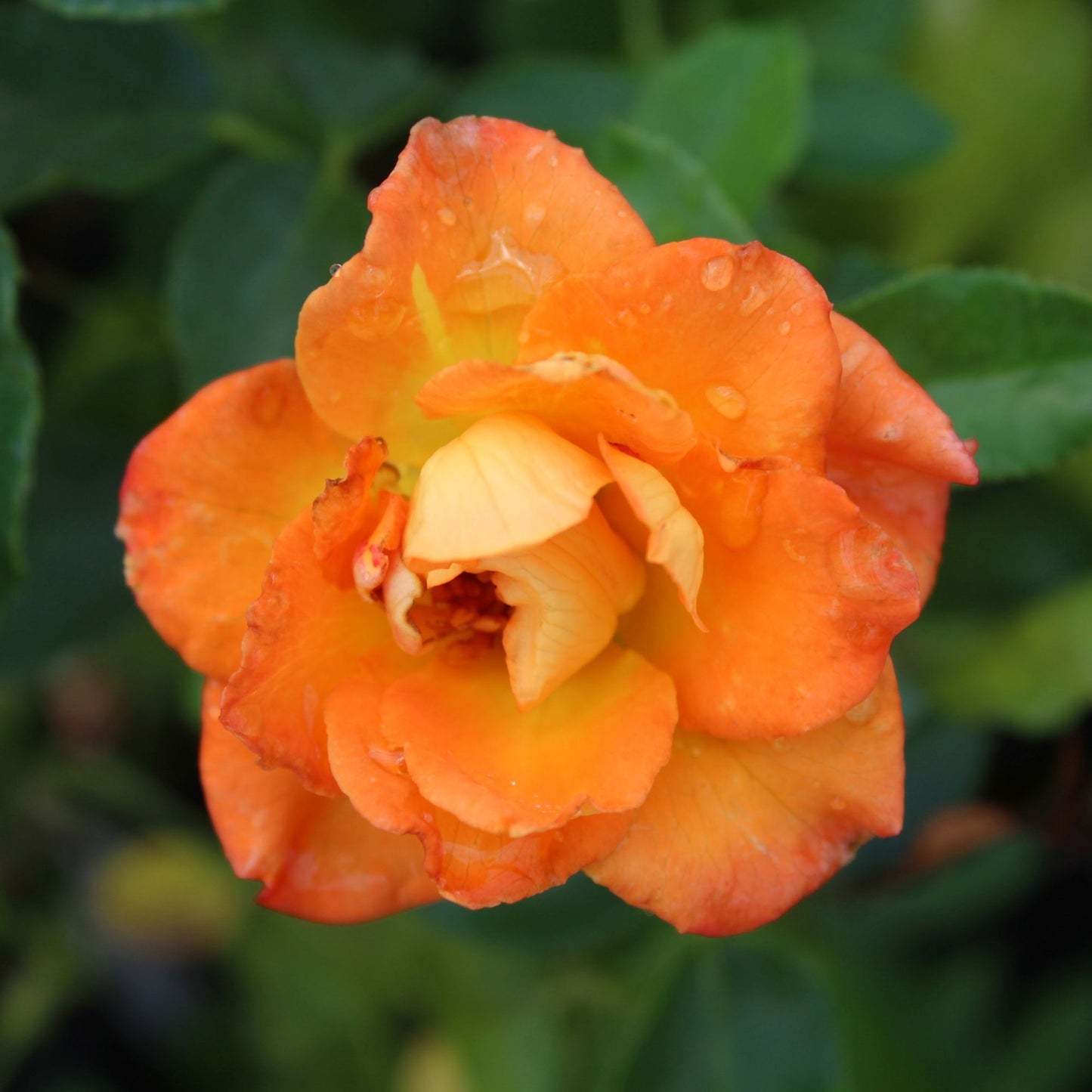 close up of coral-pink blooms on Rose Sunorita