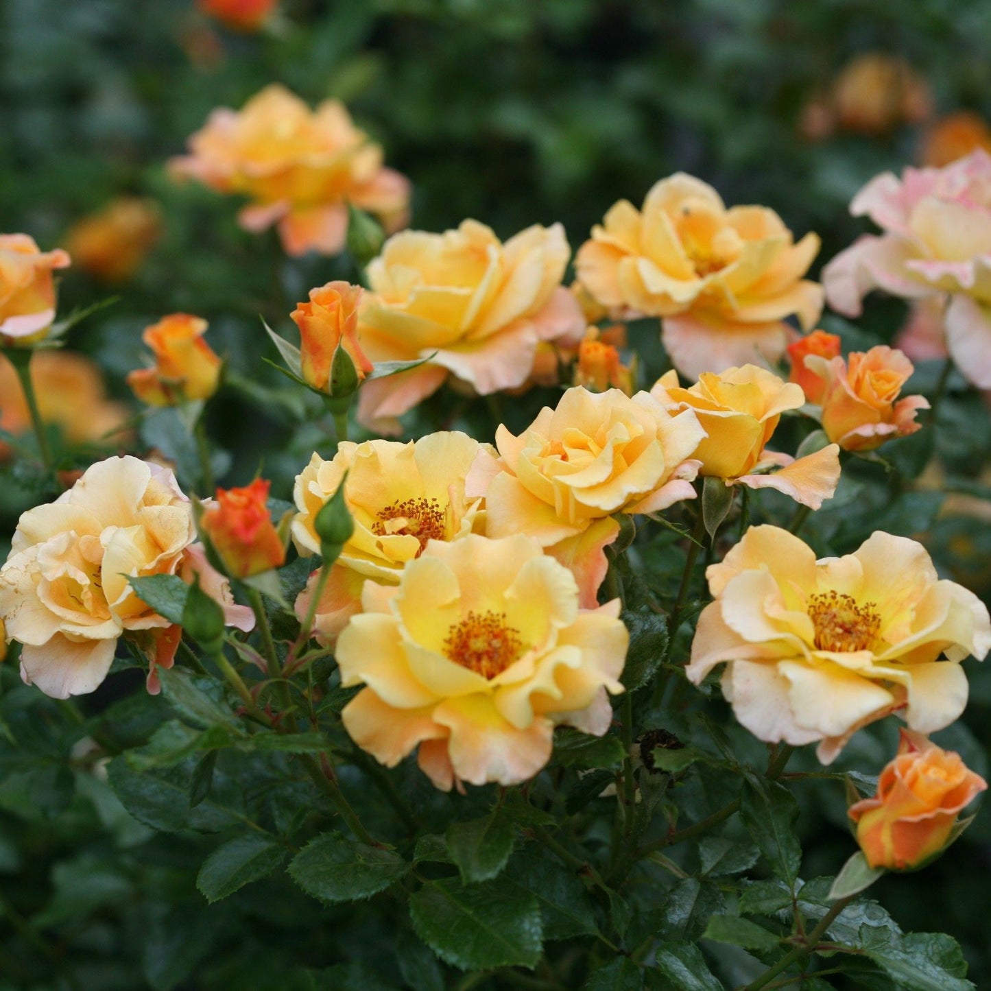 Coral-pink blooms on Rose Sunorita bush