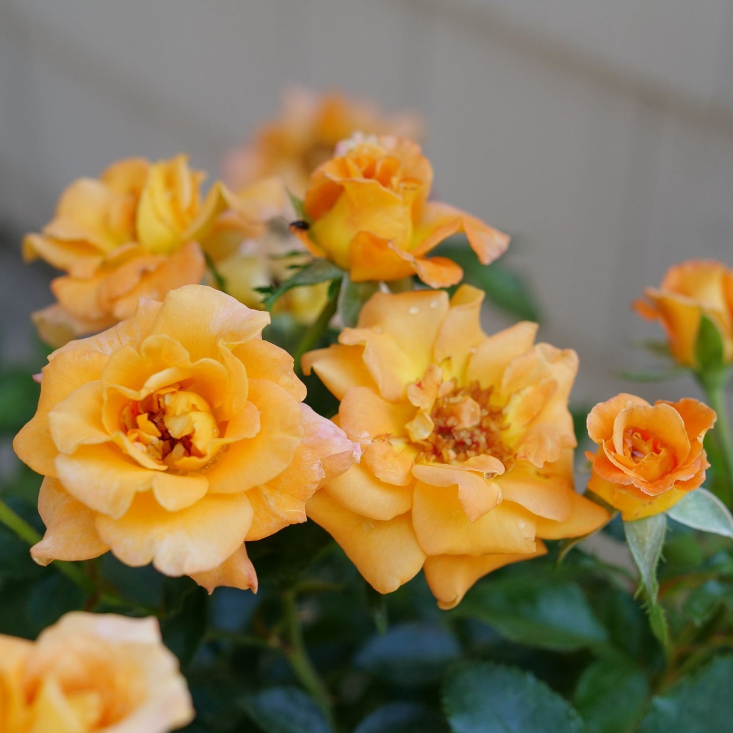 Coral-pink blooms on Rose Sunorita