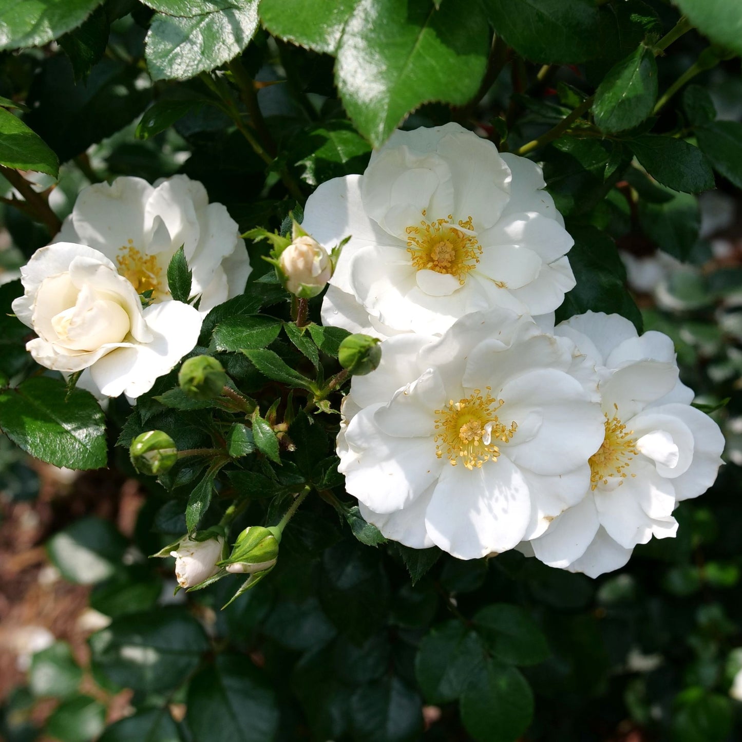 up close of white flowers of landscape rose Oso Easy Ice Bay