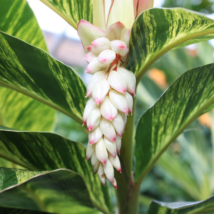 white blooms of shell ginger with variegated leaves