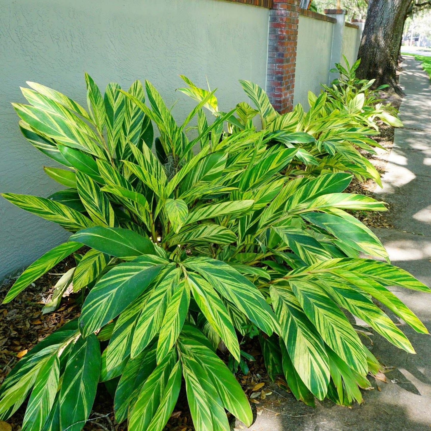 variegated leaves of shell ginger plant