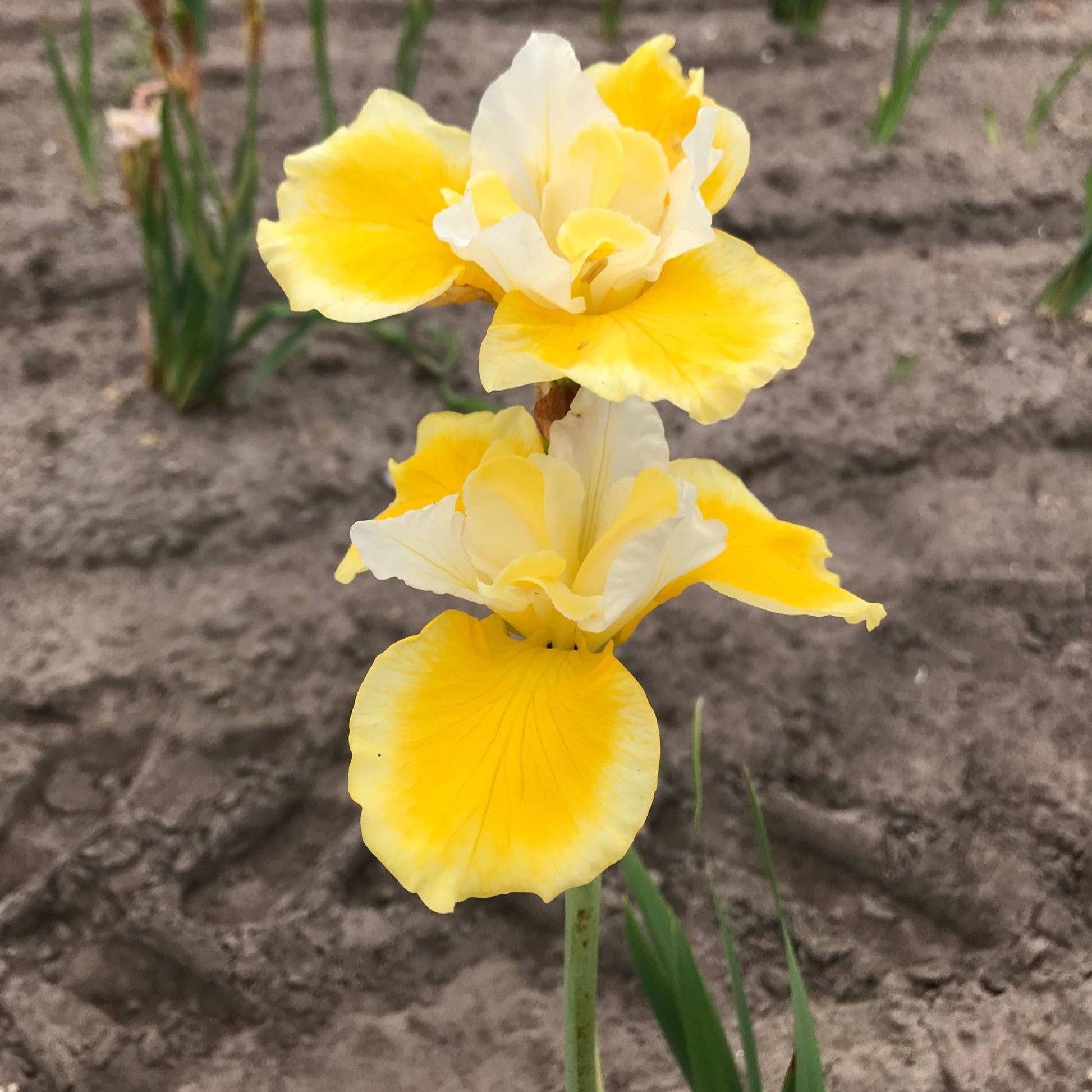 golden yellow blooms with white accents