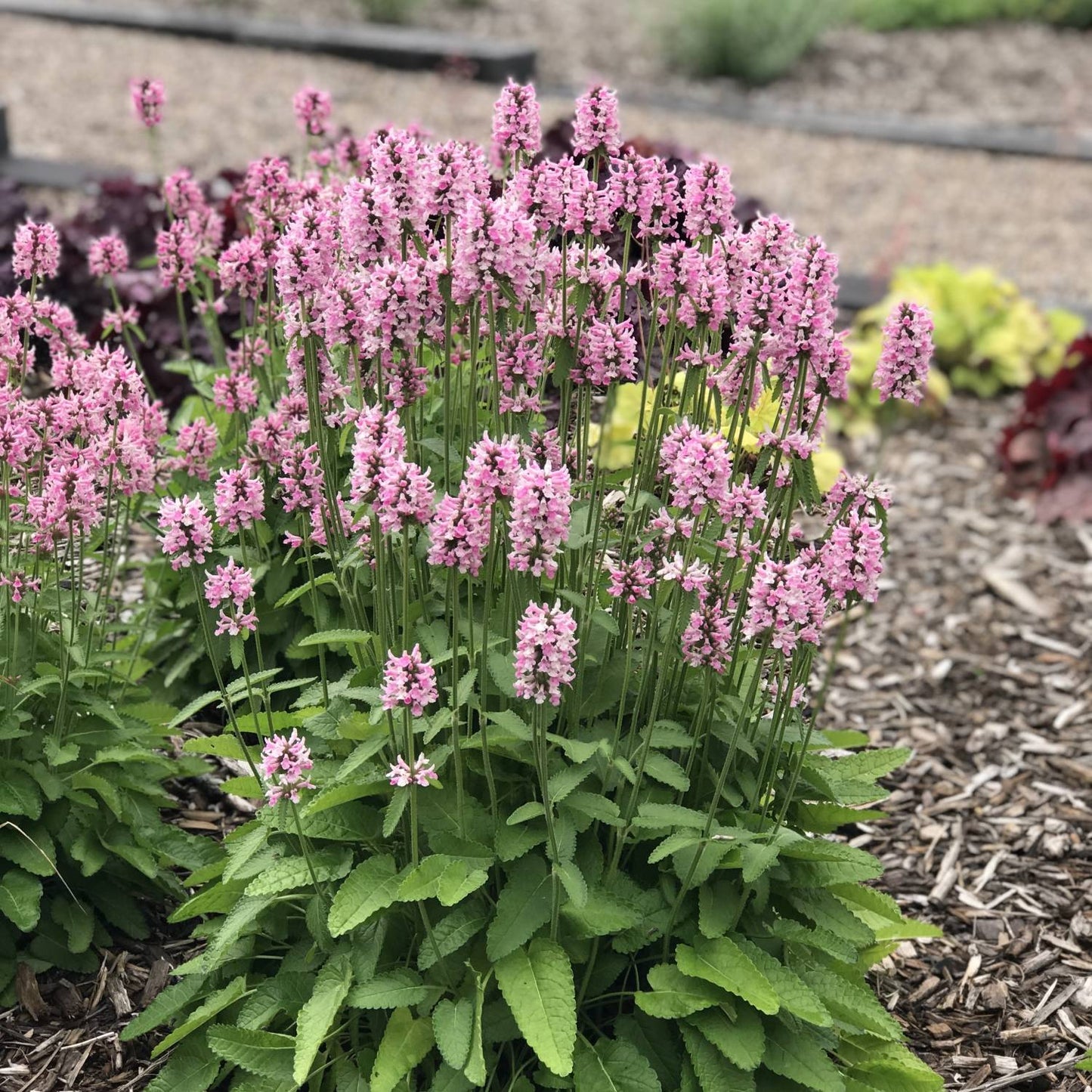 light pink flowers atop green lambs ear foliage