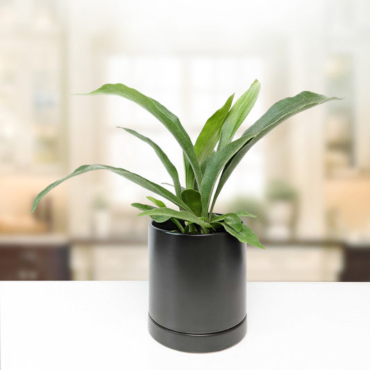 Staghorn Fern houseplant in a black ceramic pot