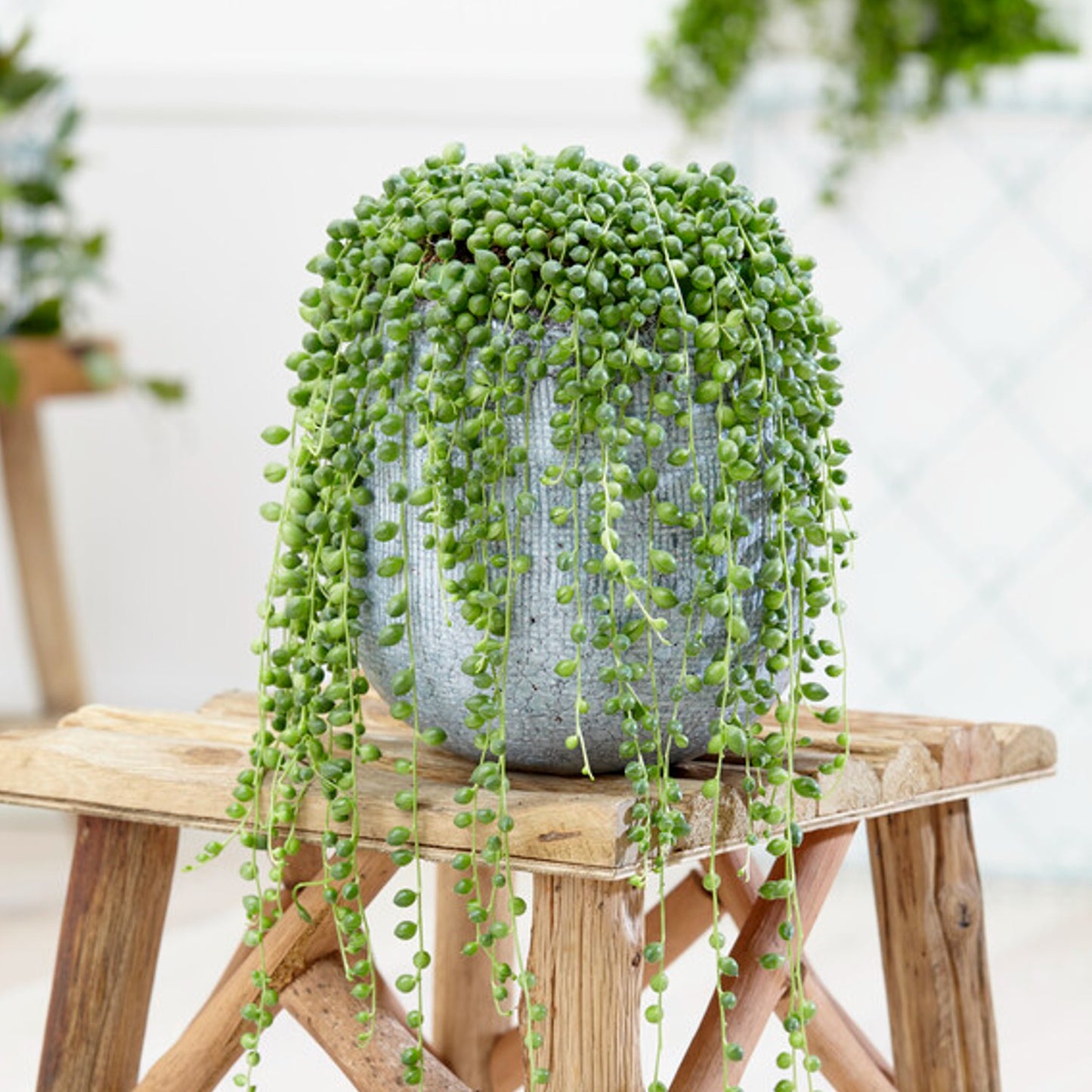 string of pearls houseplant in a decorative pot on a stool