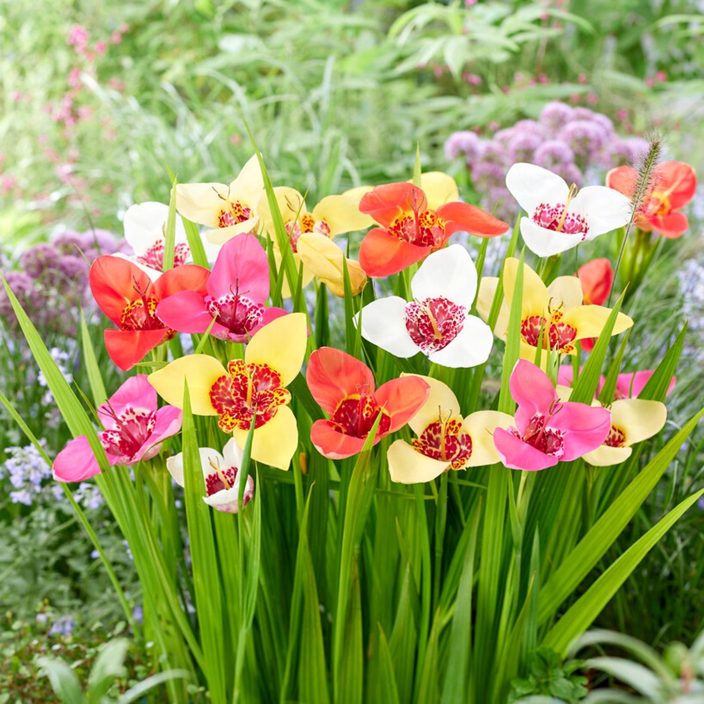 Pinks, Reds, Yellows, Oranges and Whites form the Tigridia Tigerflower Mix