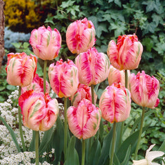 Feathered Bright Pink Tulip Bulbs for Sale Online | Apricot Parrot ...