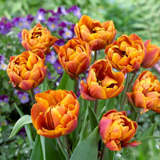 coppery orange tulip blooms