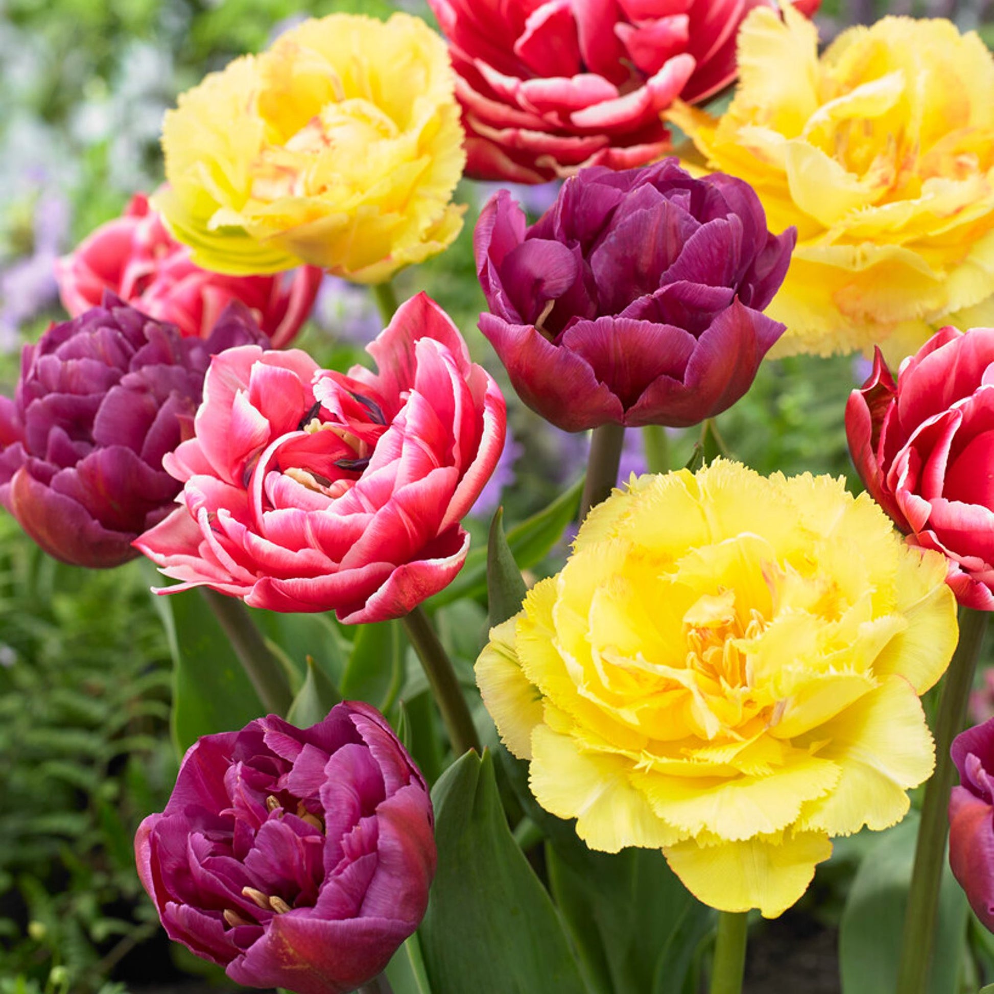 mixed double tulip blooms