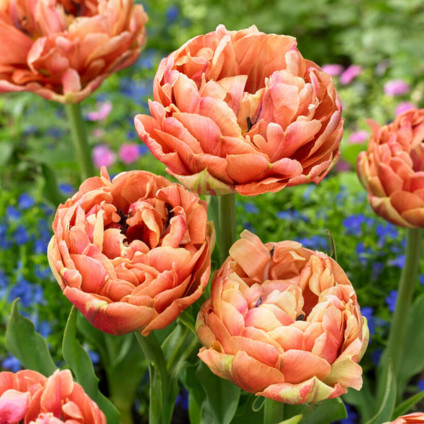 Bold Double Orange Tulip Bulbs for Sale Online | Copper Image – Easy To ...