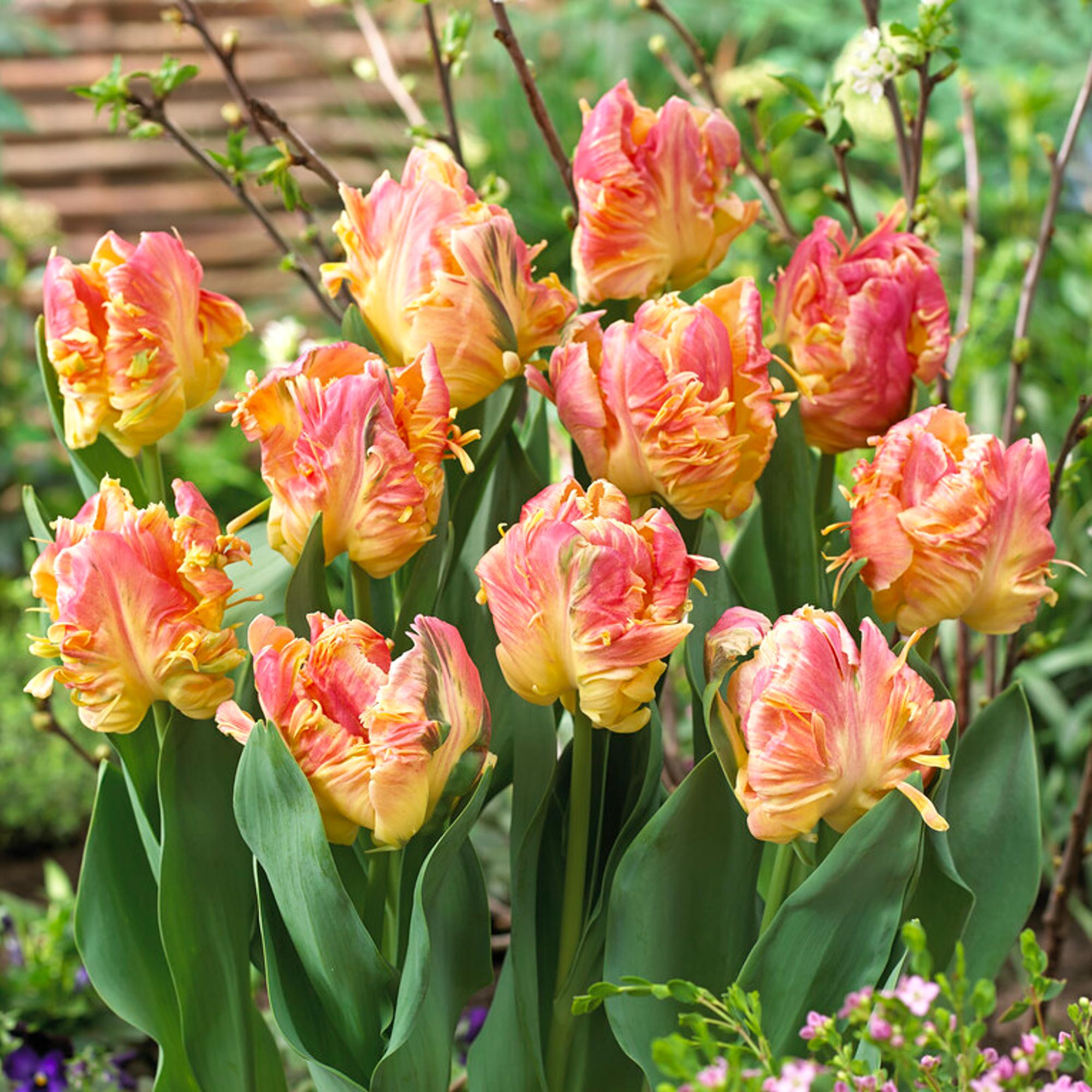 Bi-Color Pink & Cream Tulip Bulbs for Sale Online | Parrot Lady – Easy ...