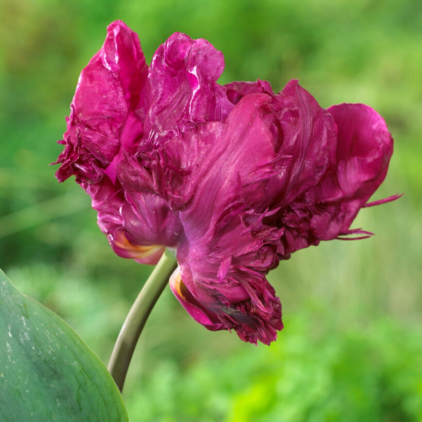 Magenta purple parrot tulip blooms