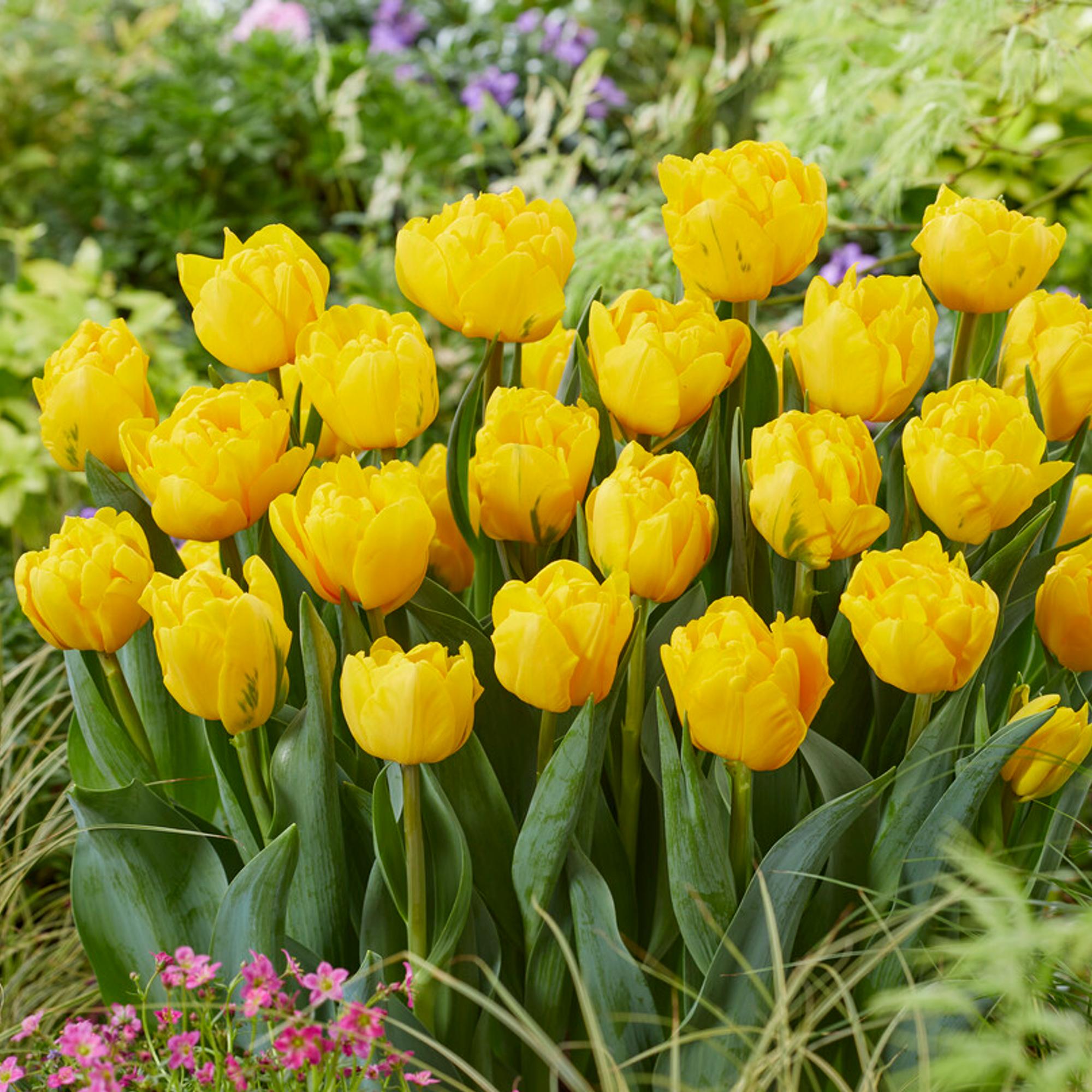 Low-maintenance Bright Tulip Bulbs For Sale Online 