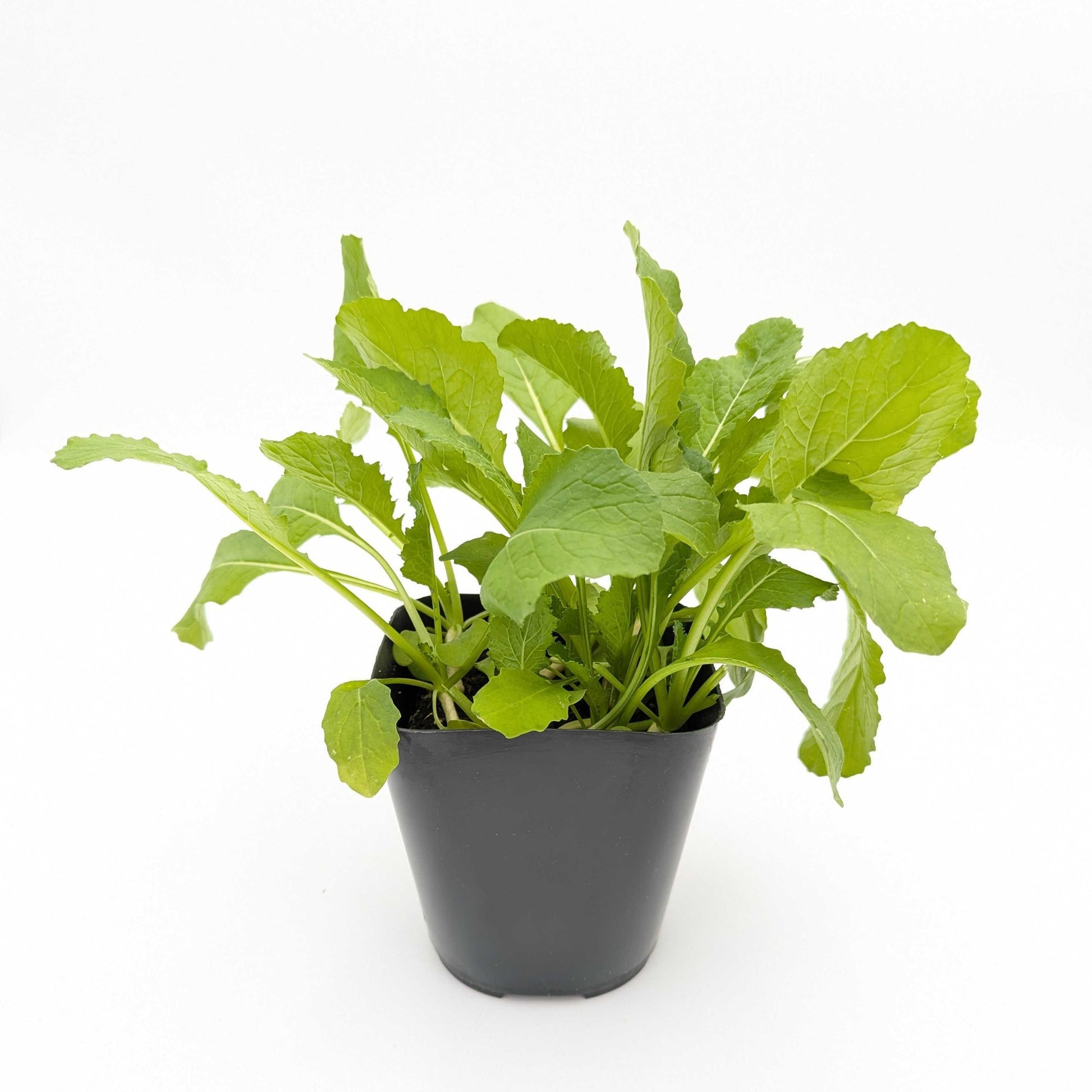 potted turnip plant