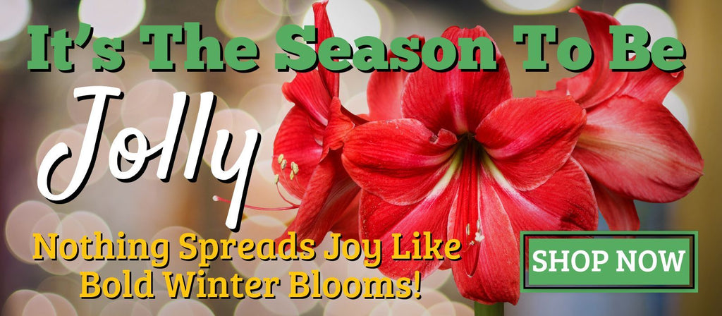 Easy To Grow Bulbs Buy Flower Bulbs Online   WEB WINTER REFRESH 1024x 