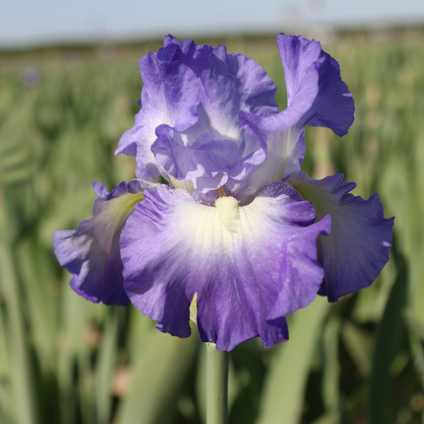 City Lights Iris in the field