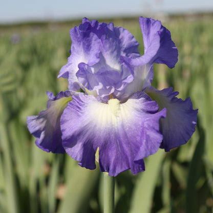 City Lights Iris in the field