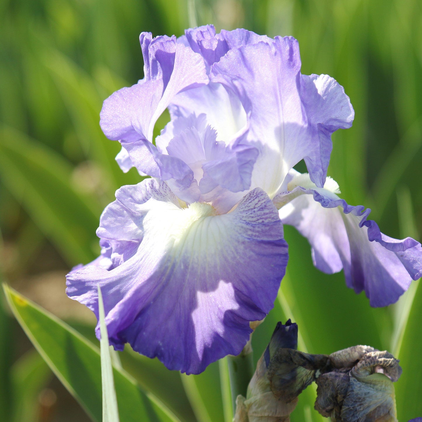 Reblooming Bearded Iris City Lights (Fragrant)