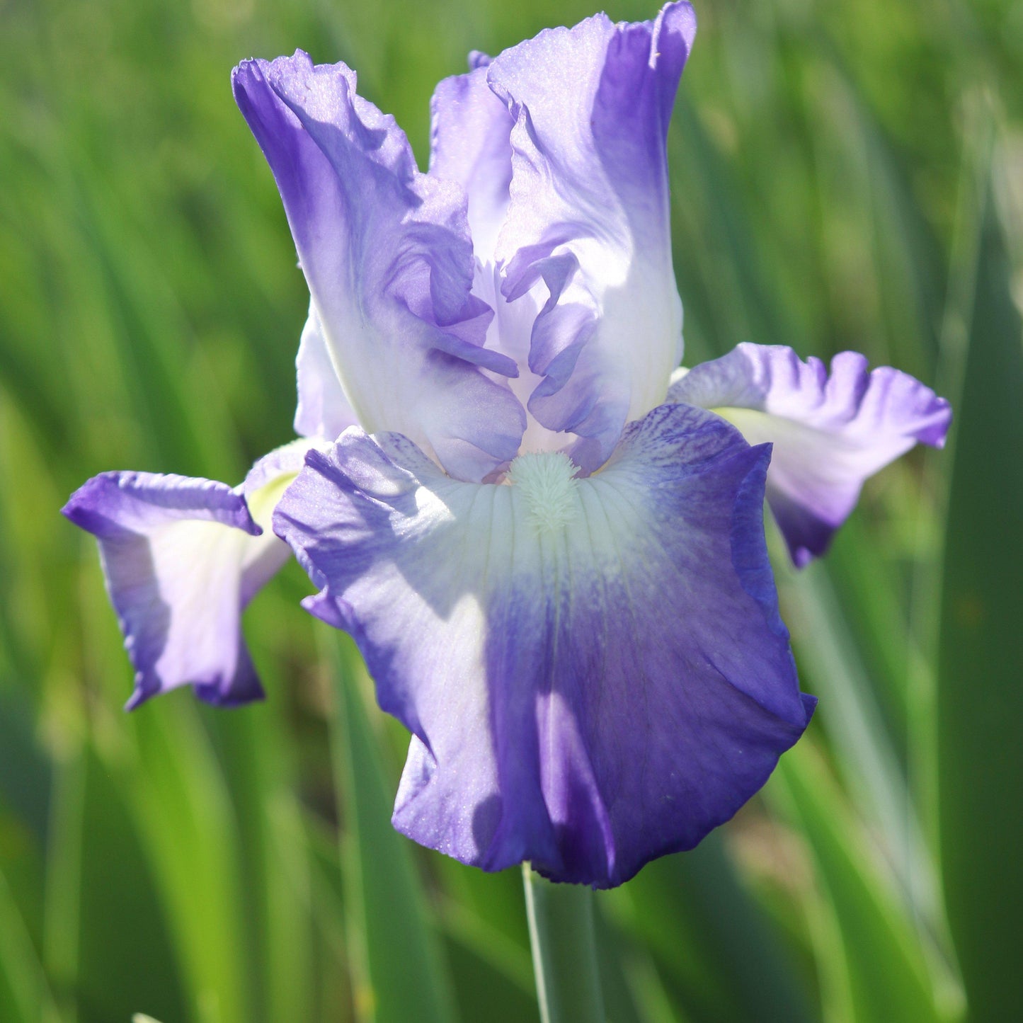 Side View Reblooming Bearded Iris City Lights