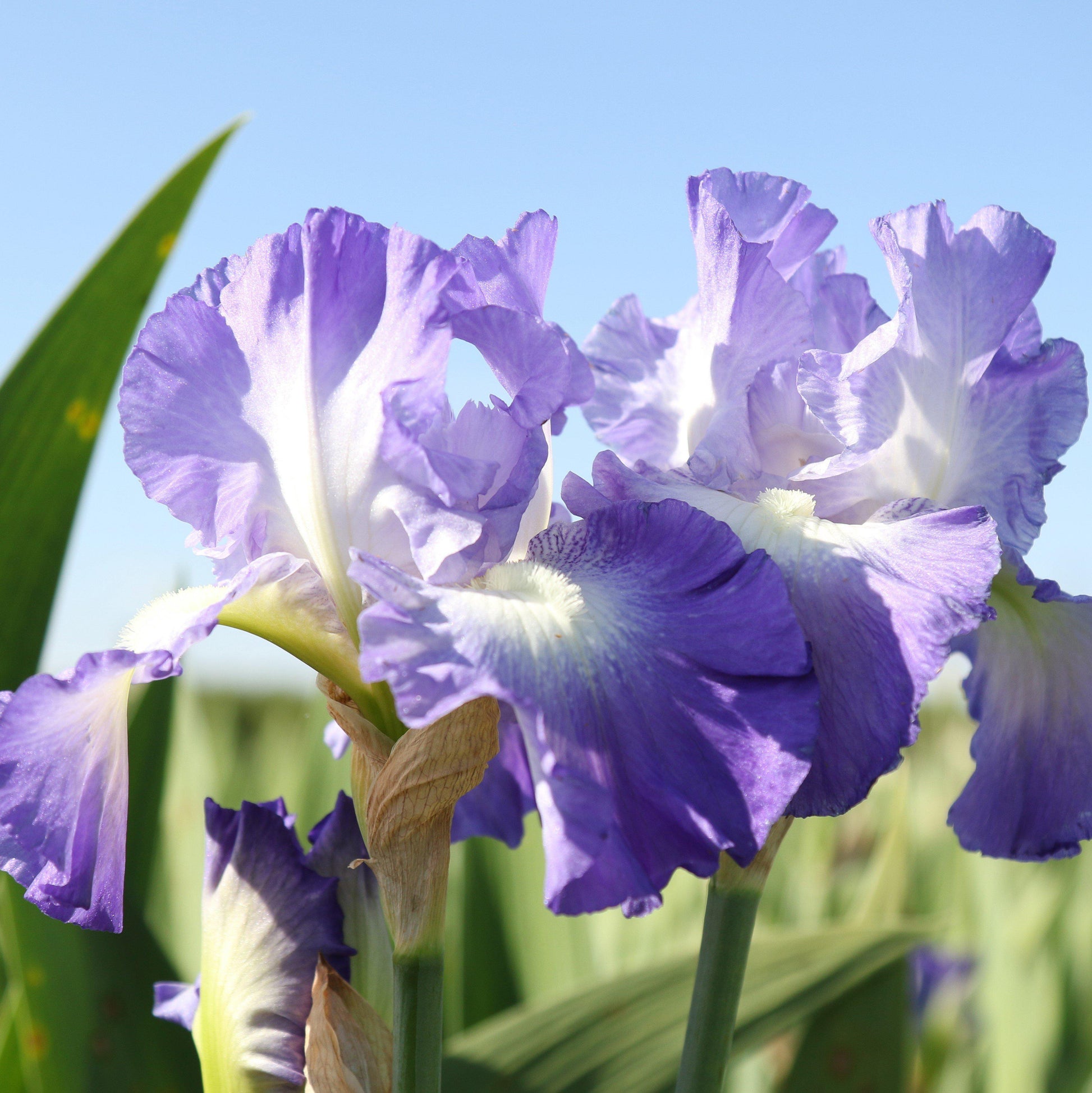 Multiple blooms Reblooming Bearded Iris City Lights 