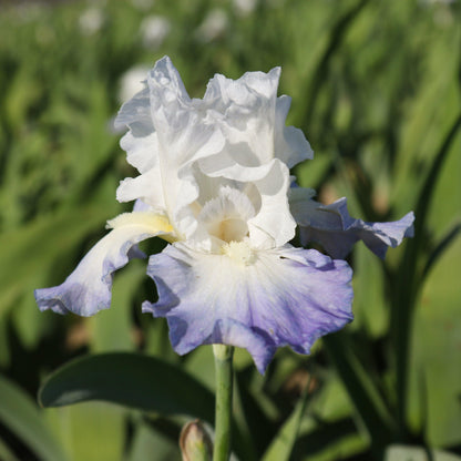 Purple and White Iris Clarence Flowers