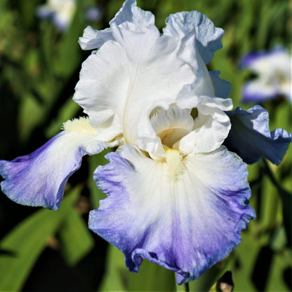 Purple and White Iris Clarence