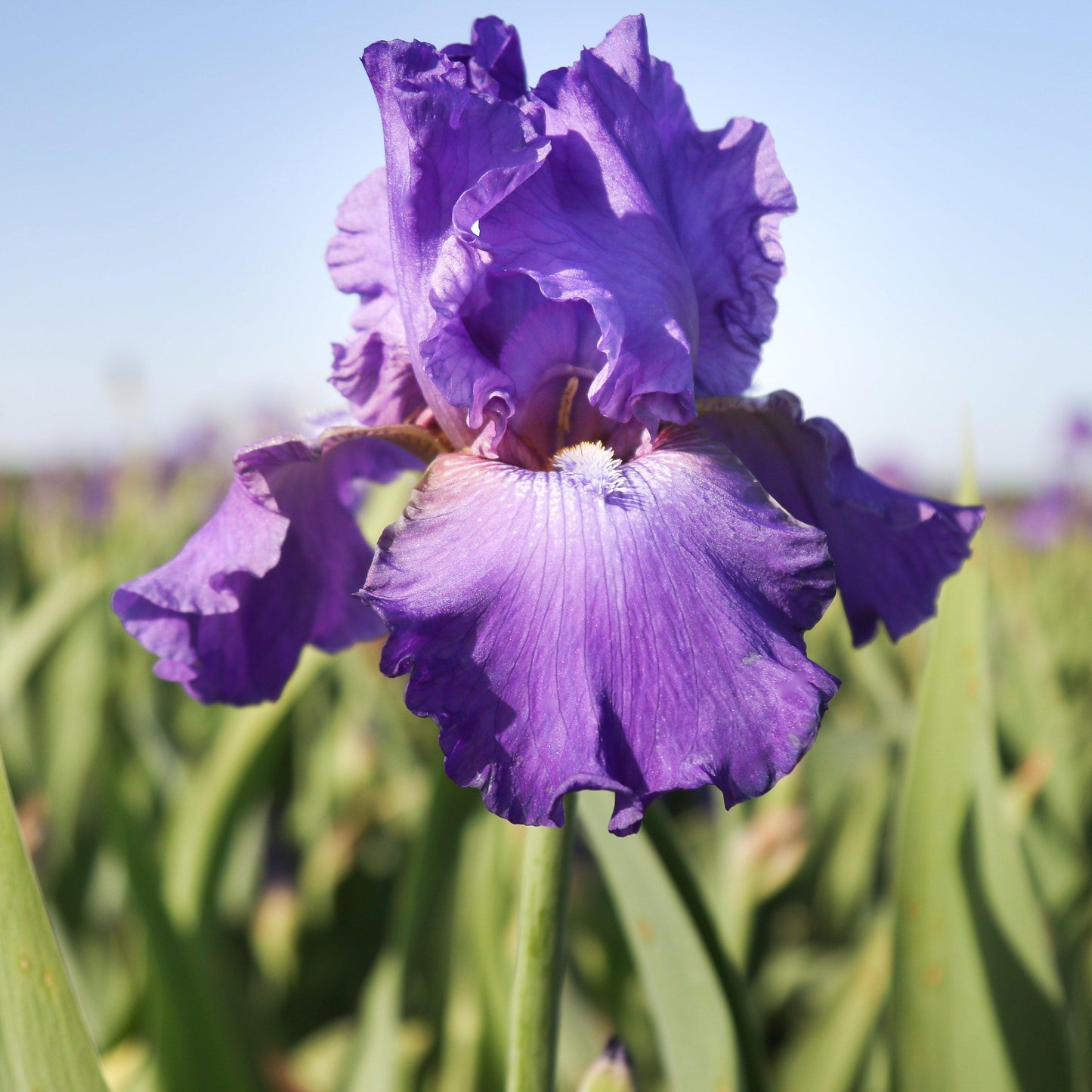 Side View of Purple Reblooming Bearded Iris His Royal Highness