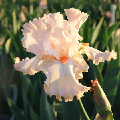 Peach Reblooming Bearded Iris Priscilla of Corinth Rhizomes – Easy To ...