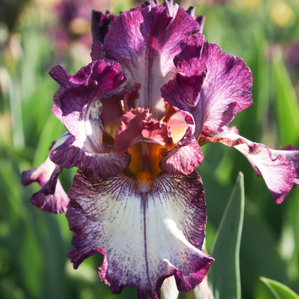 Burgundy and Cream Reblooming Bearded Iris Innocent Star For Sale ...