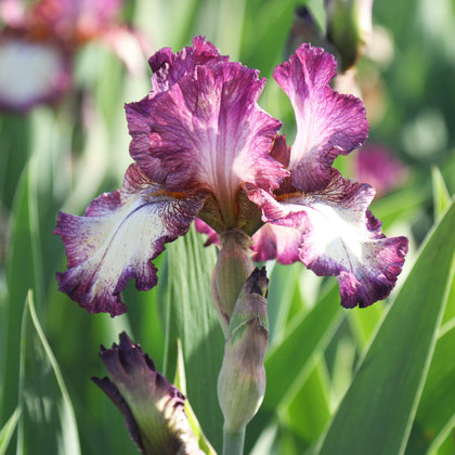 Burgundy and Cream Reblooming Bearded Iris Innocent Star For Sale ...