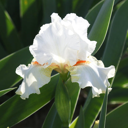 Side View of Halloween Halo Iris