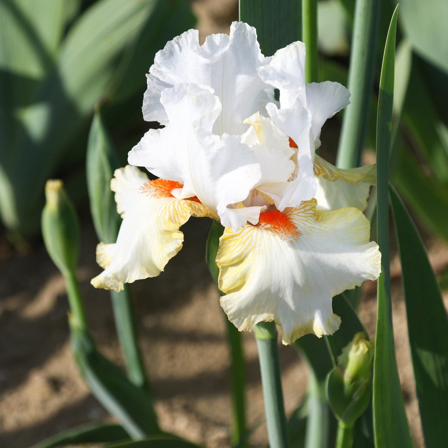 White Petals, Yellow edges, and Orange Beard of Halloween Halo Iris