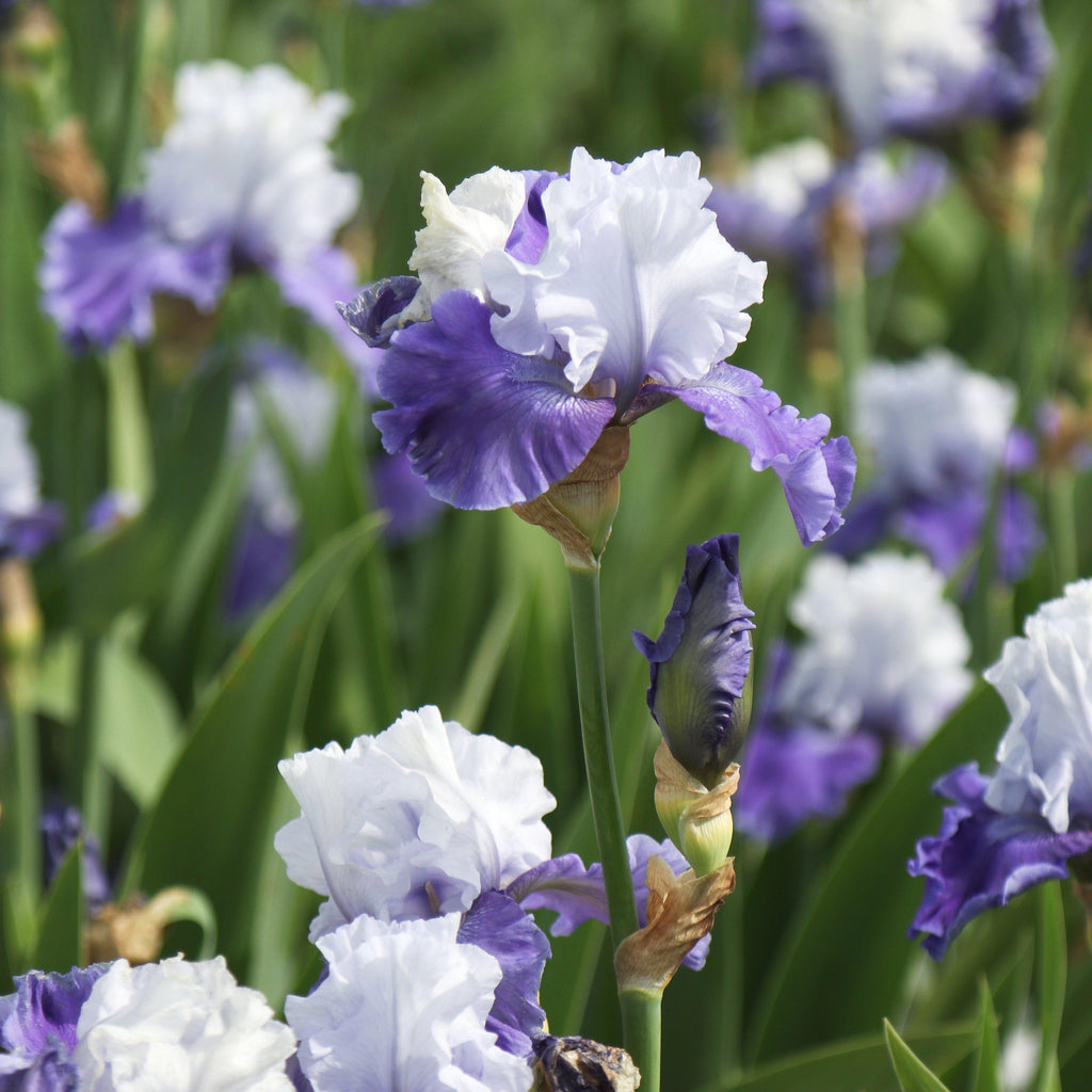 Re-Blooming Bearded Iris - Blue Mix