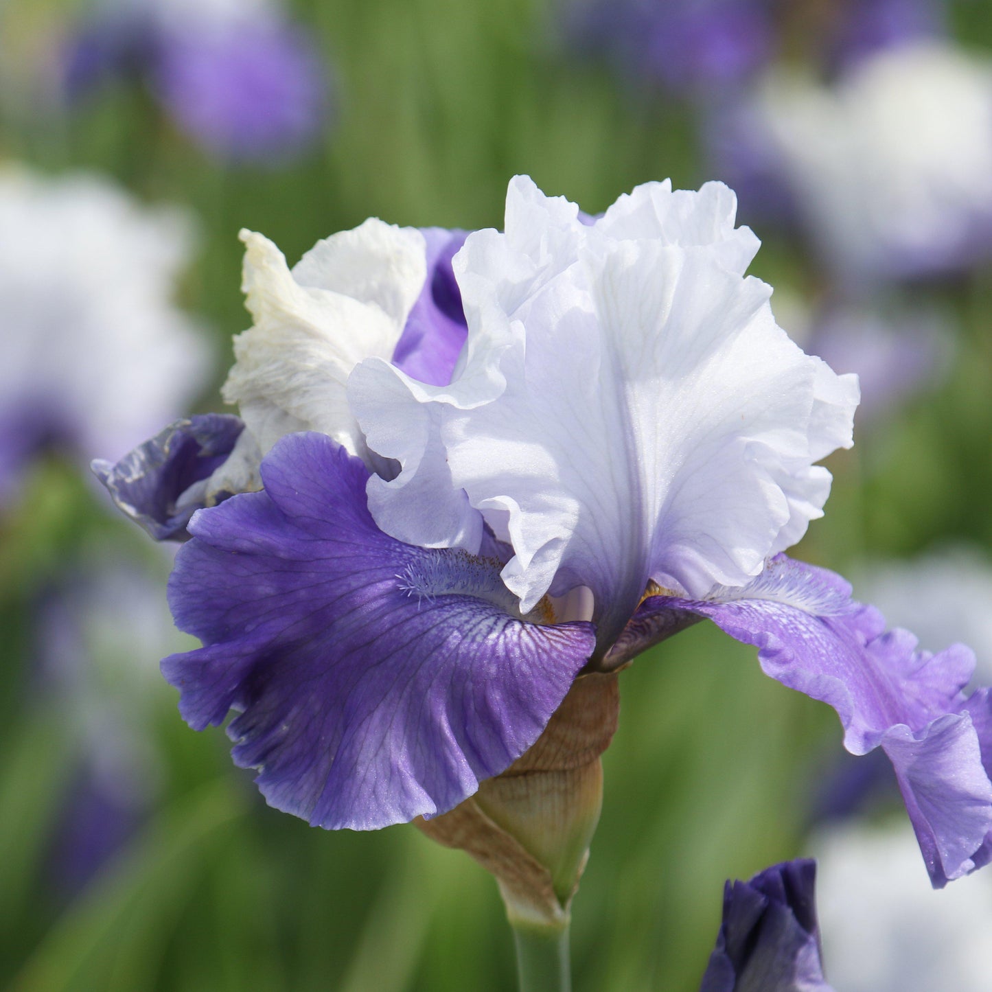 Mariposa Skies Iris Flowers