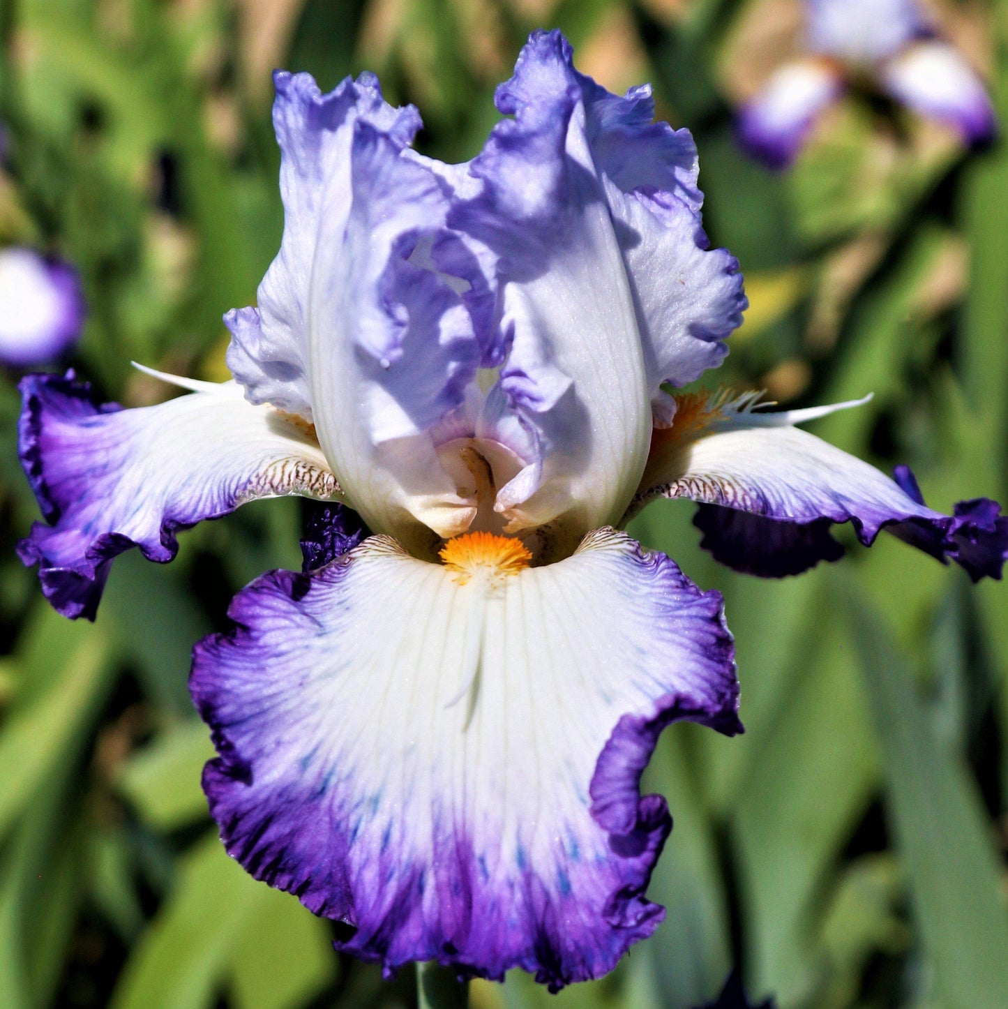 Reblooming Iris Gypsy Lord