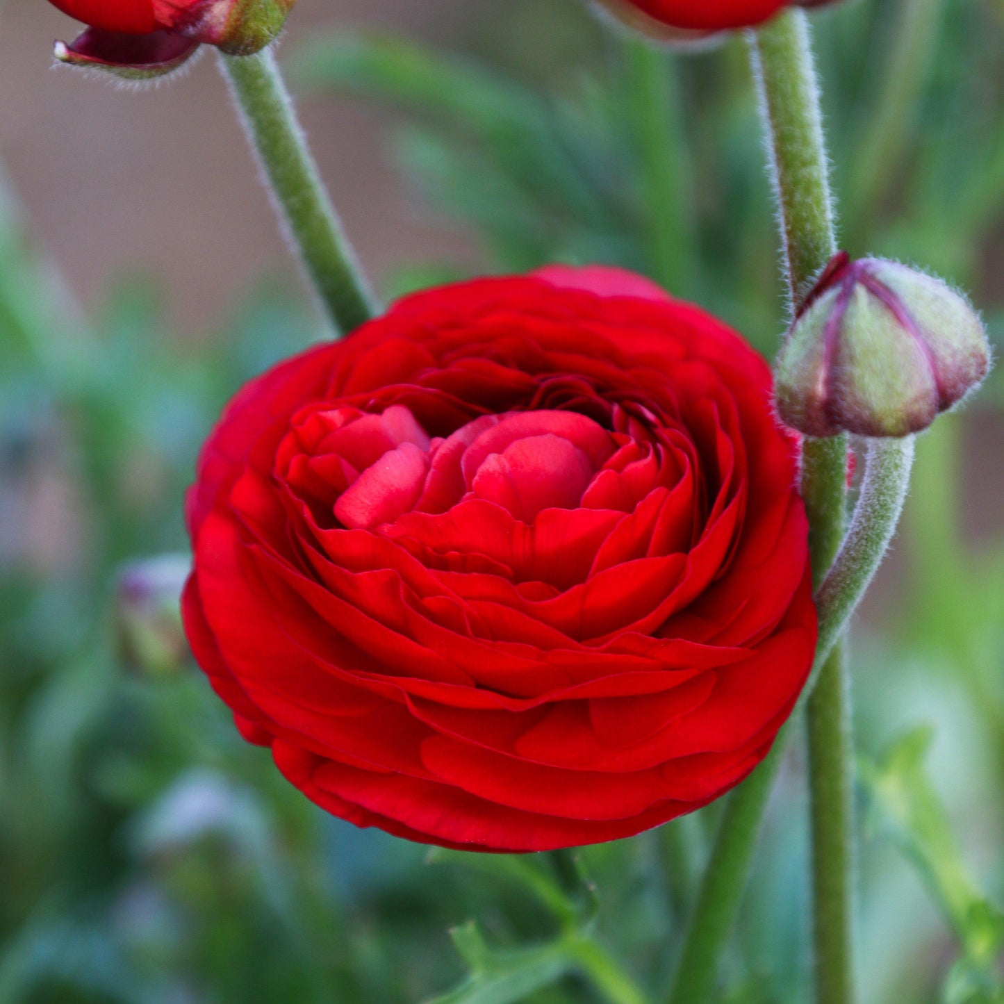 Red Ranunculus Flowers