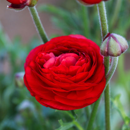 Ranunculus - Tecolote Rainbow Mix