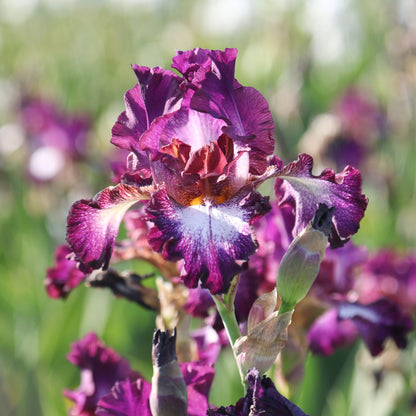 Side View of Reblooming Bearded Iris Tennison Ridge