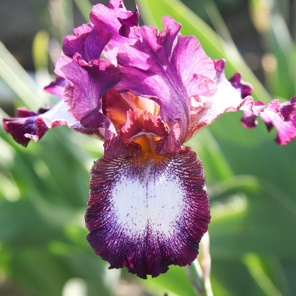 Colorful Bearded Iris Mix | Califlora Iris Rhizomes For Sale – Easy To ...