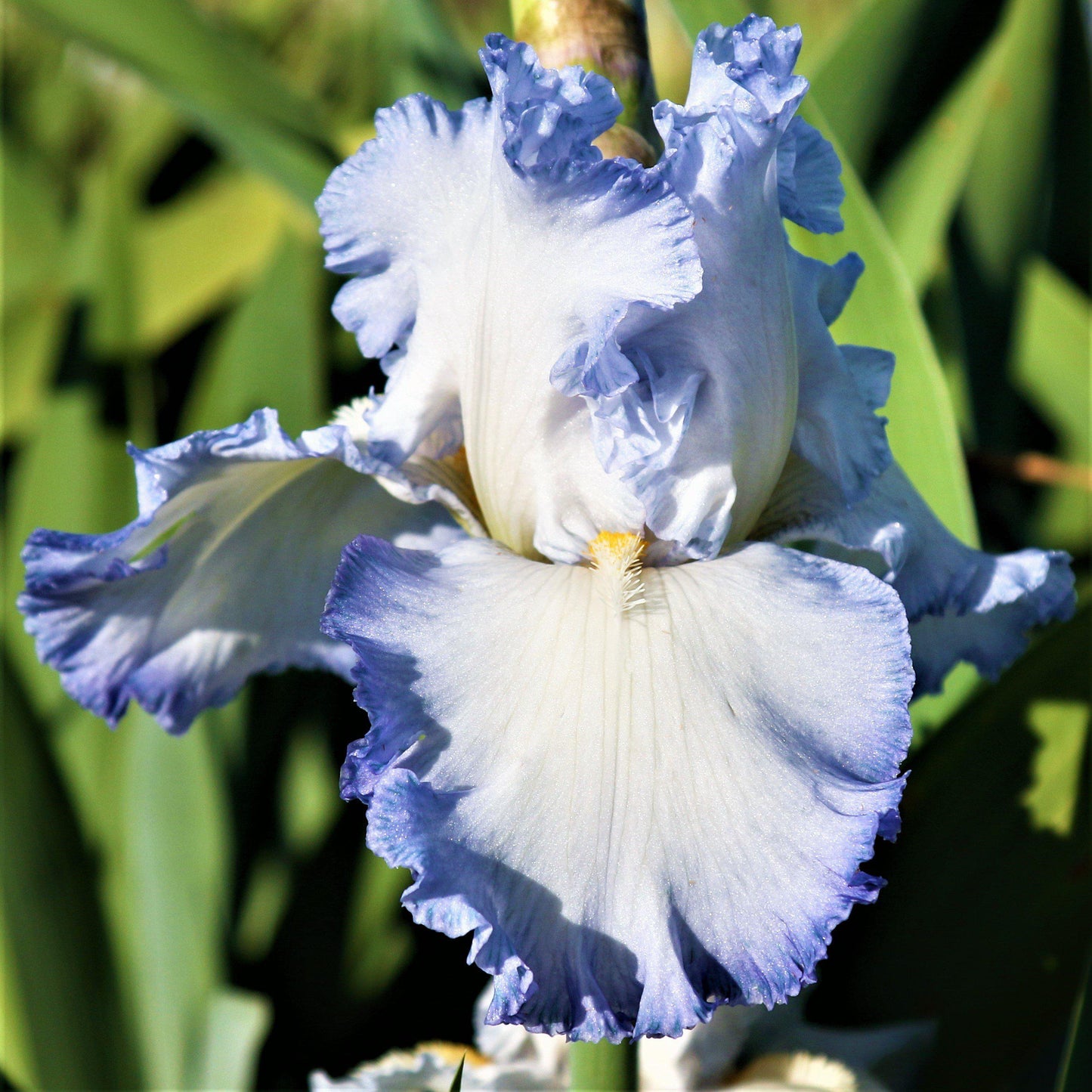 Reblooming Bearded Iris Cloud Ballet