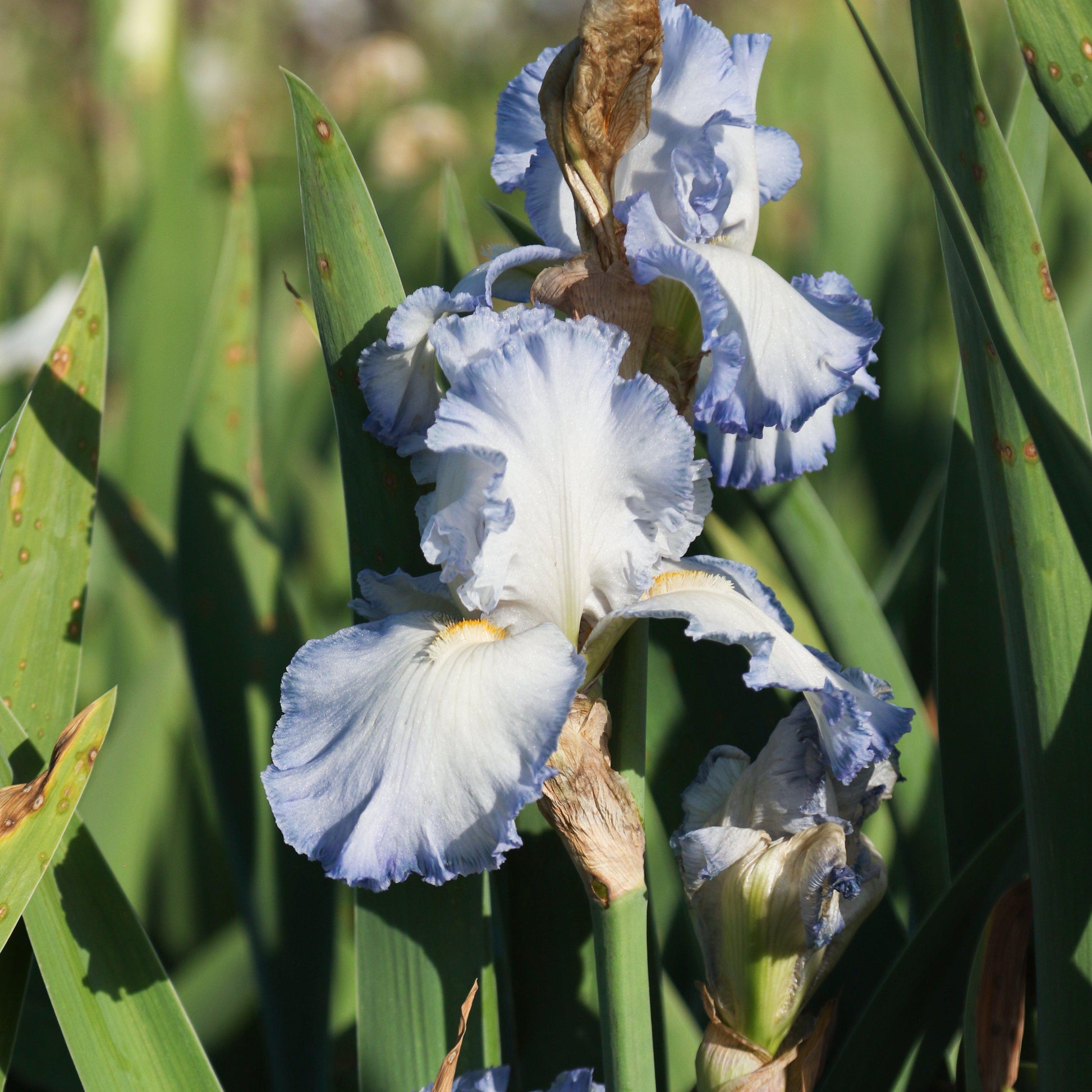 Two Cloud Ballet Iris Flowers