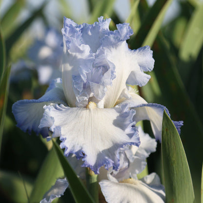 Ruffled Petals of Iris Cloud Ballet