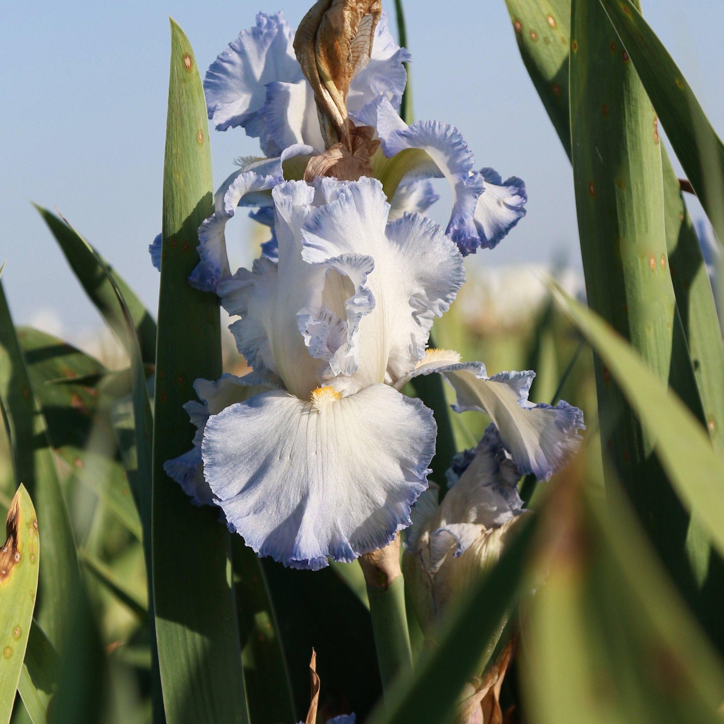 Reblooming Iris Cloud Ballet Stem