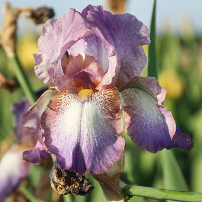 Reblooming Bearded Iris Wine Festival