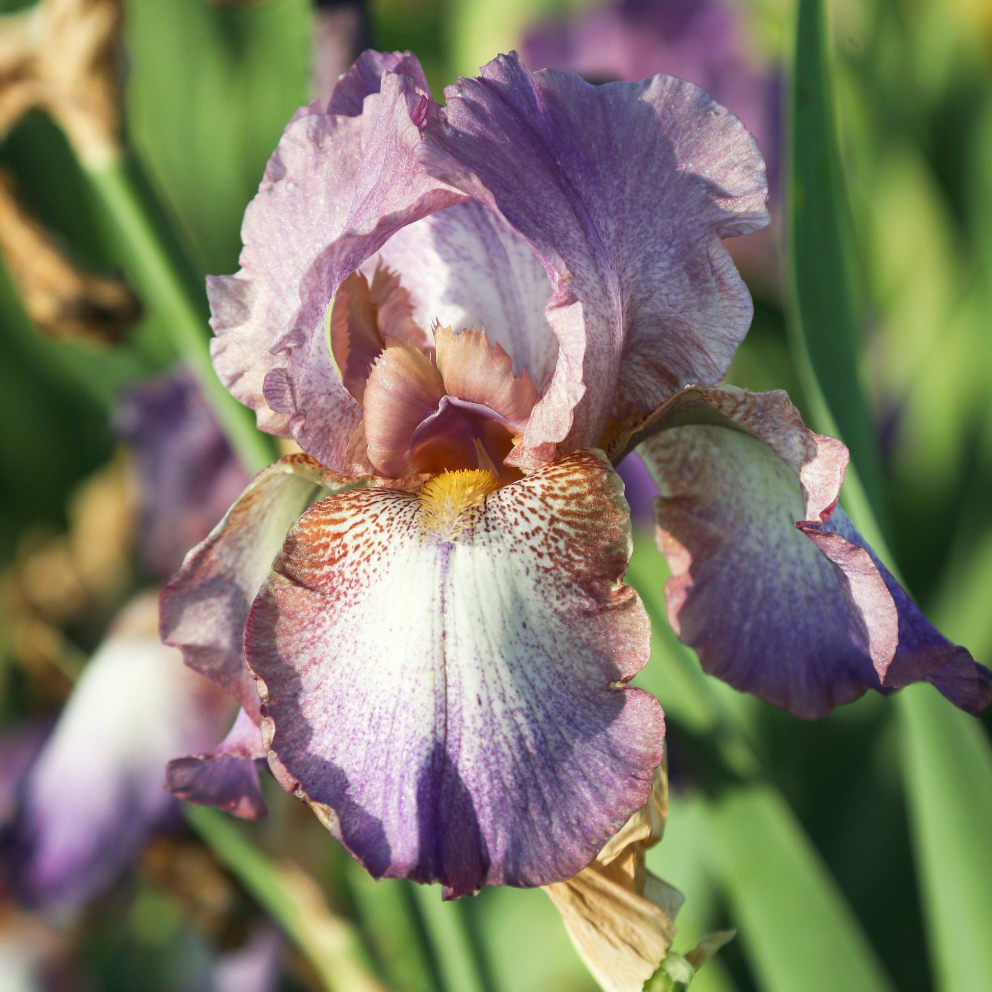 Reblooming Bearded Iris Wine Festival violet & cream